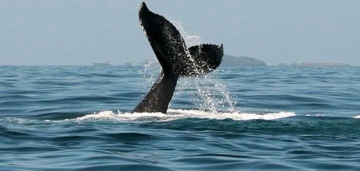 Cauda de baleia-jubarte saindo do mar em Ilhabela