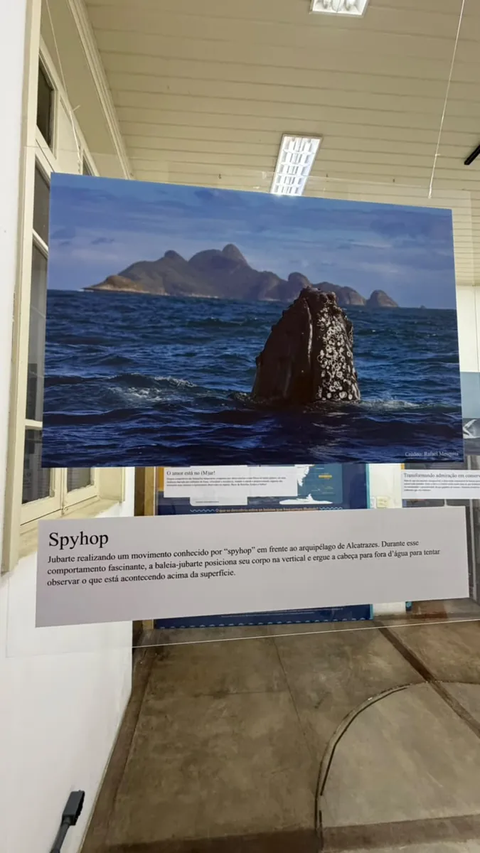 Fotografia de baleia-jubarte em frente a Alcatrazes, em exposição no museu