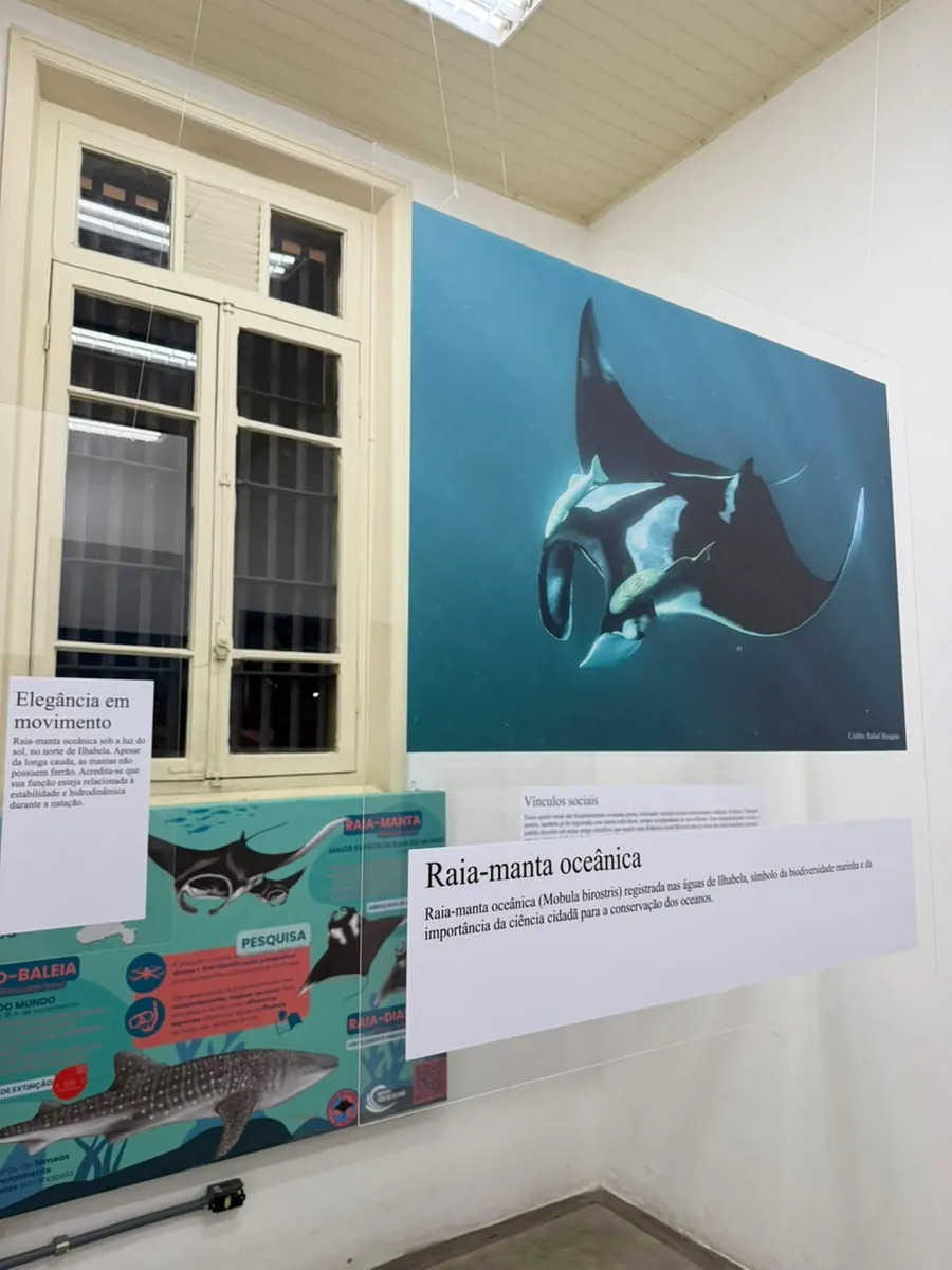 Fotografia de raia-manta oceânica em exposição sobre a vida marinha de Ilhabela