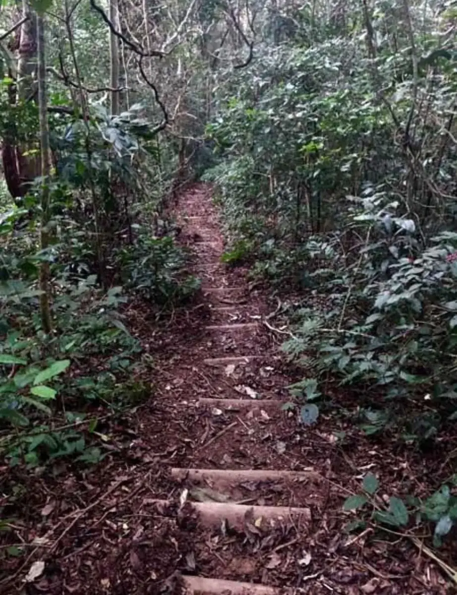 Degraus de madeira na trilha do Pico do Baepi, em meio à Mata Atlântica