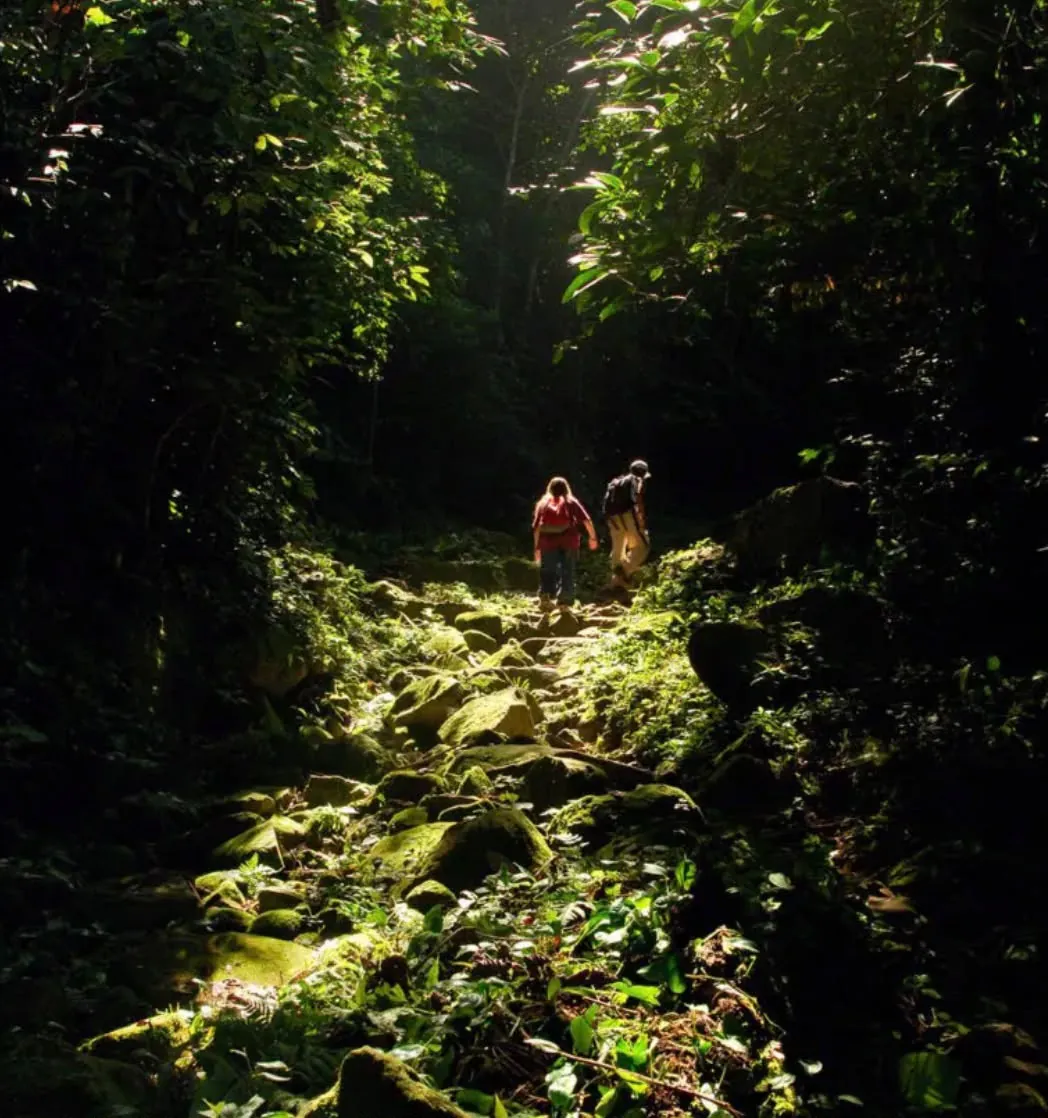 Trilha de pedras na Mata Atlântica a caminho do Bonete