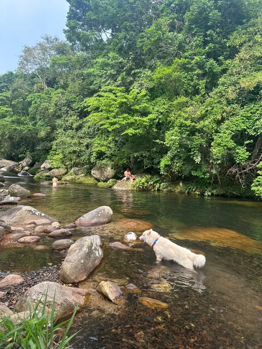 Cachorro brincando na água rasa do Poço Fundo