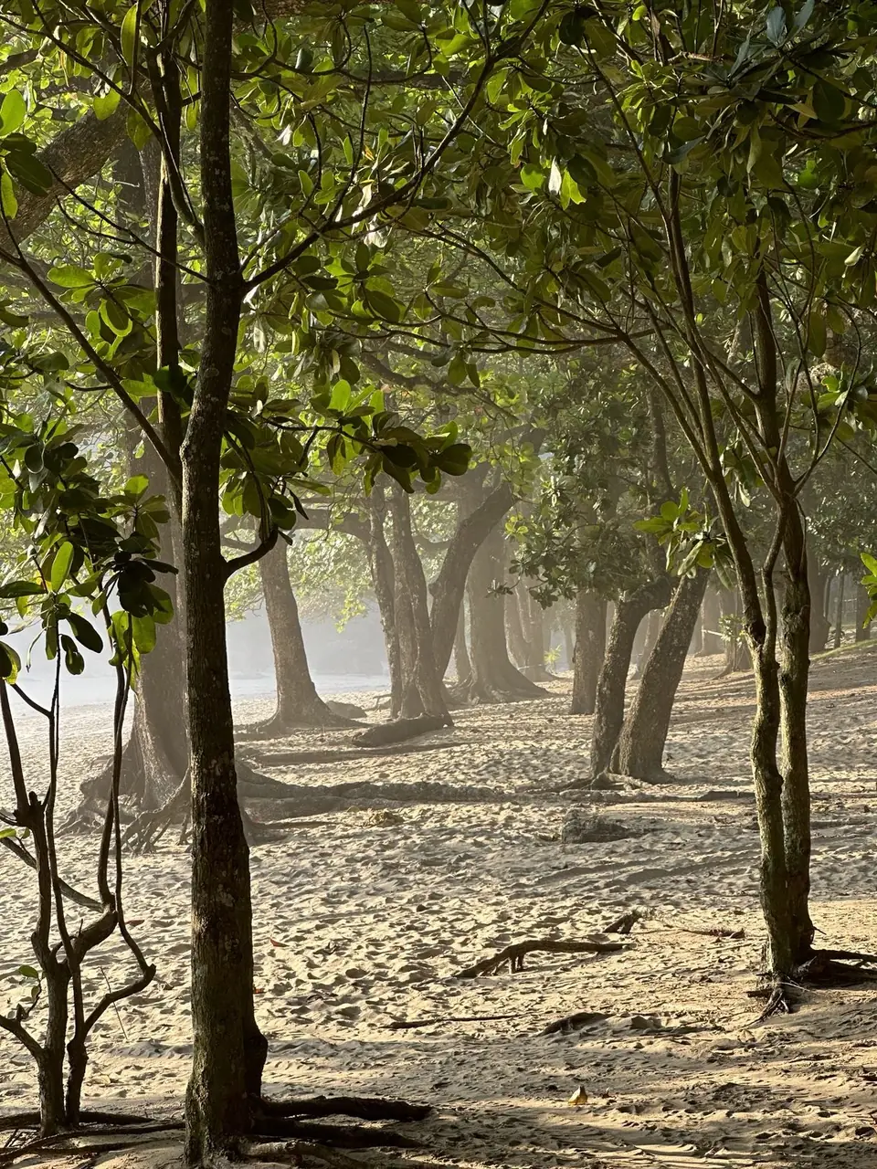 Bosque na Praia do Bonete